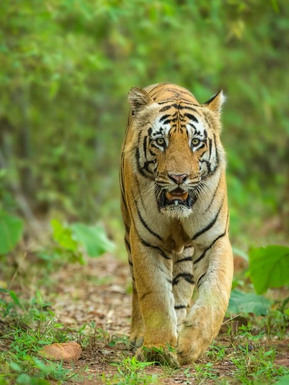 Nainital & Jim Corbett Tour Package